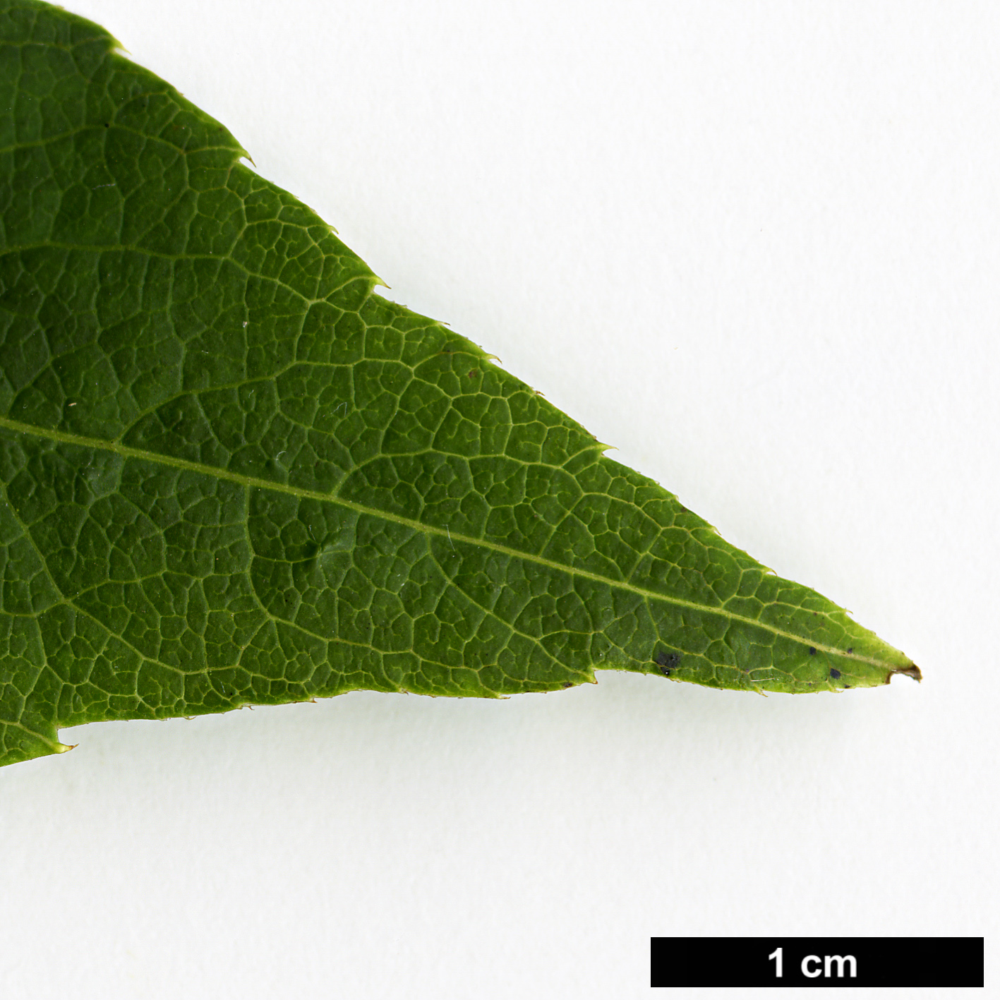 High resolution image: Family: Araliaceae - Genus: Eleutherococcus - Taxon: divaricatus - SpeciesSub: var. chiisanensis High resolution image: Family: Araliaceae - Genus: Eleutherococcus - Taxon: divaricatus - SpeciesSub: var. chiisanensis